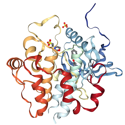 Mechanism of Action of Somatropin - IGF-1 Production and Effects